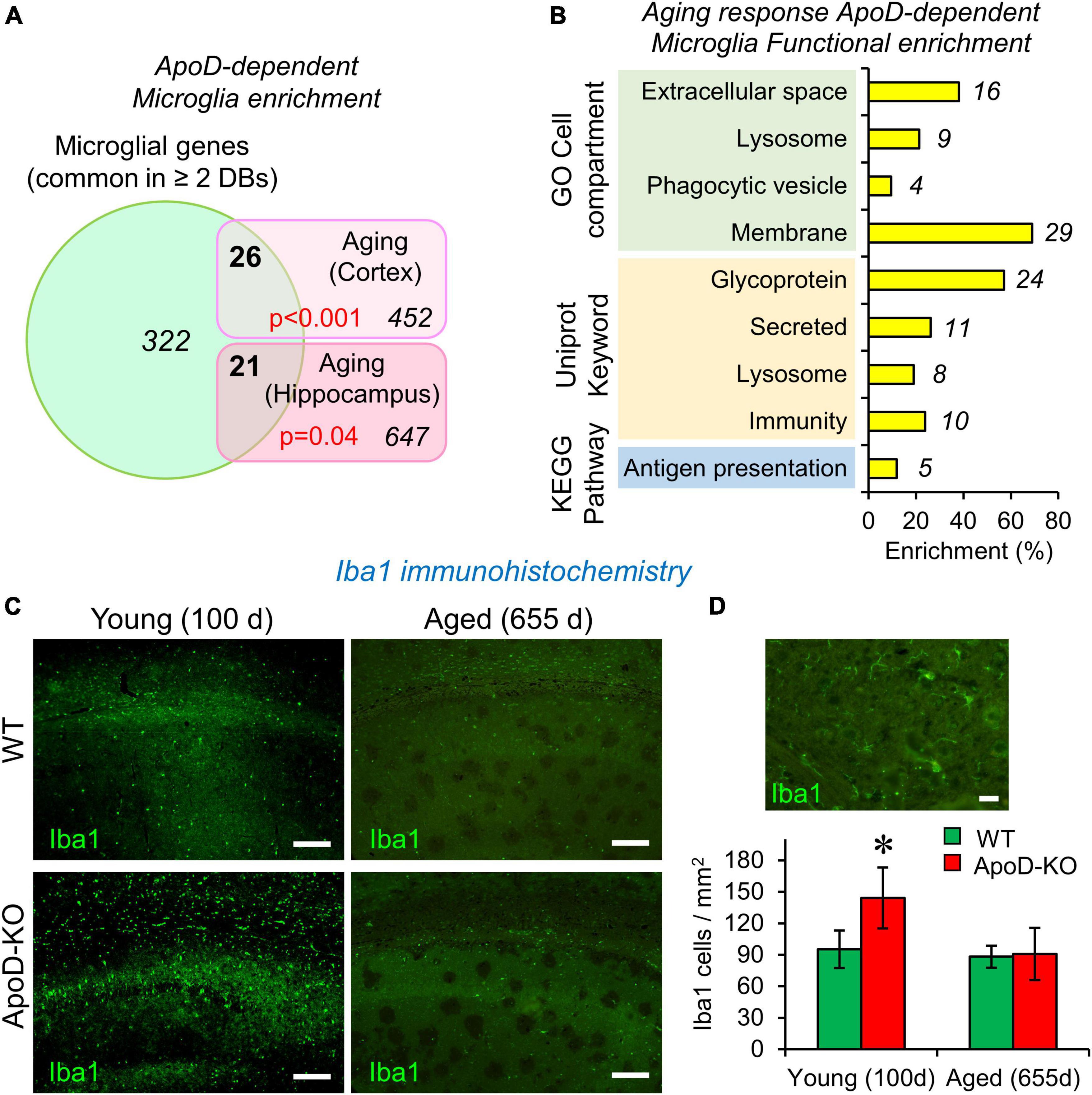 Dual role of Apolipoprotein D as long-term instructive factor and acute signal conditioning microglial secretory and phagocytic responses